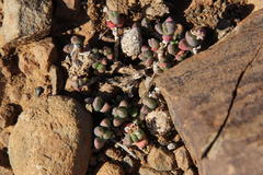 Rhinephyllum inaequale