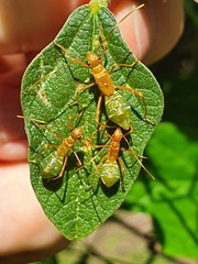 Riptortus abdominalis