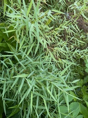 Pogonatherum paniceum