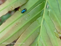 Endelus cupido