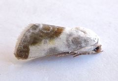 Acontia cretata