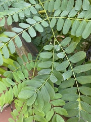 Albizia procera