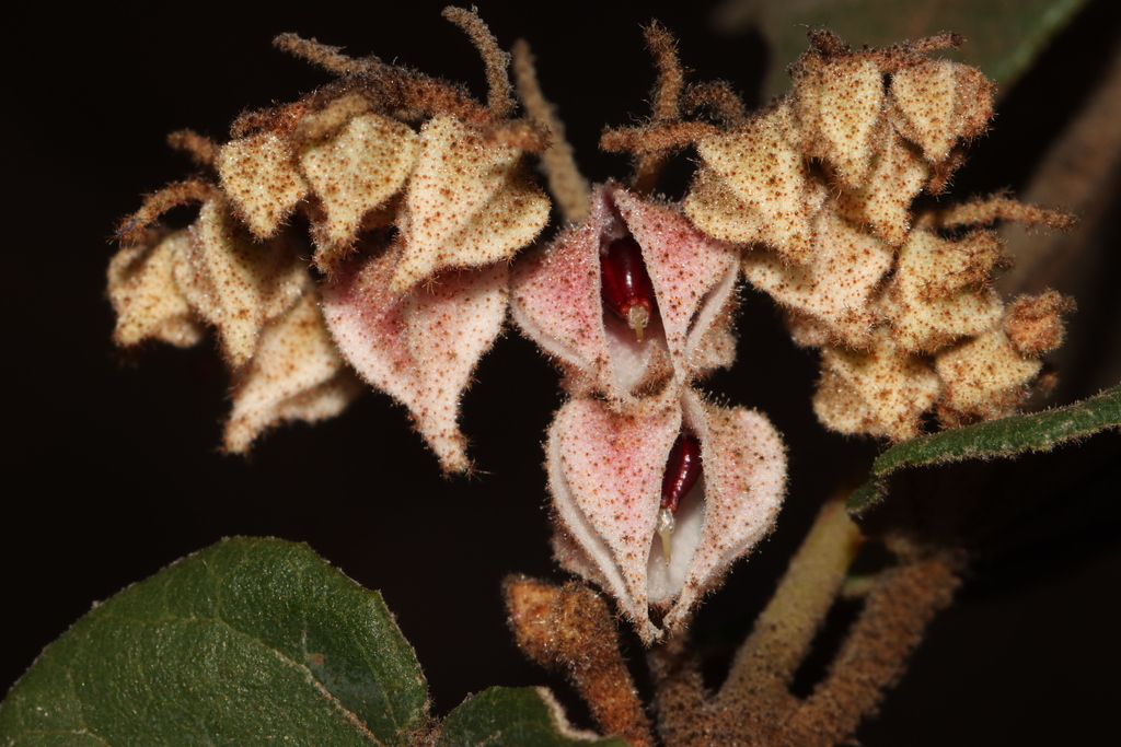 Lasiopetalum cordifolium
