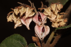 Lasiopetalum cordifolium
