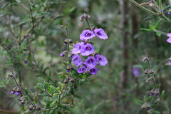 Prostanthera hirtula