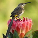 Cape Sugarbird - Photo (c) Colin Ralston, some rights reserved (CC BY-NC), uploaded by Colin Ralston