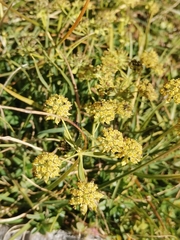 Bupleurum petraeum