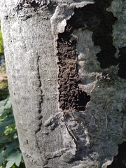 Cryptostroma corticale