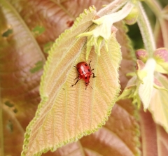 Henicolabus octomaculatus