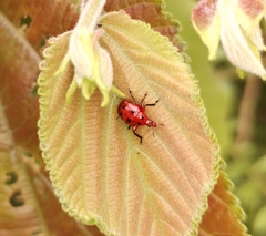 Henicolabus octomaculatus