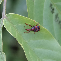 Strigapoderus tranquebaricus