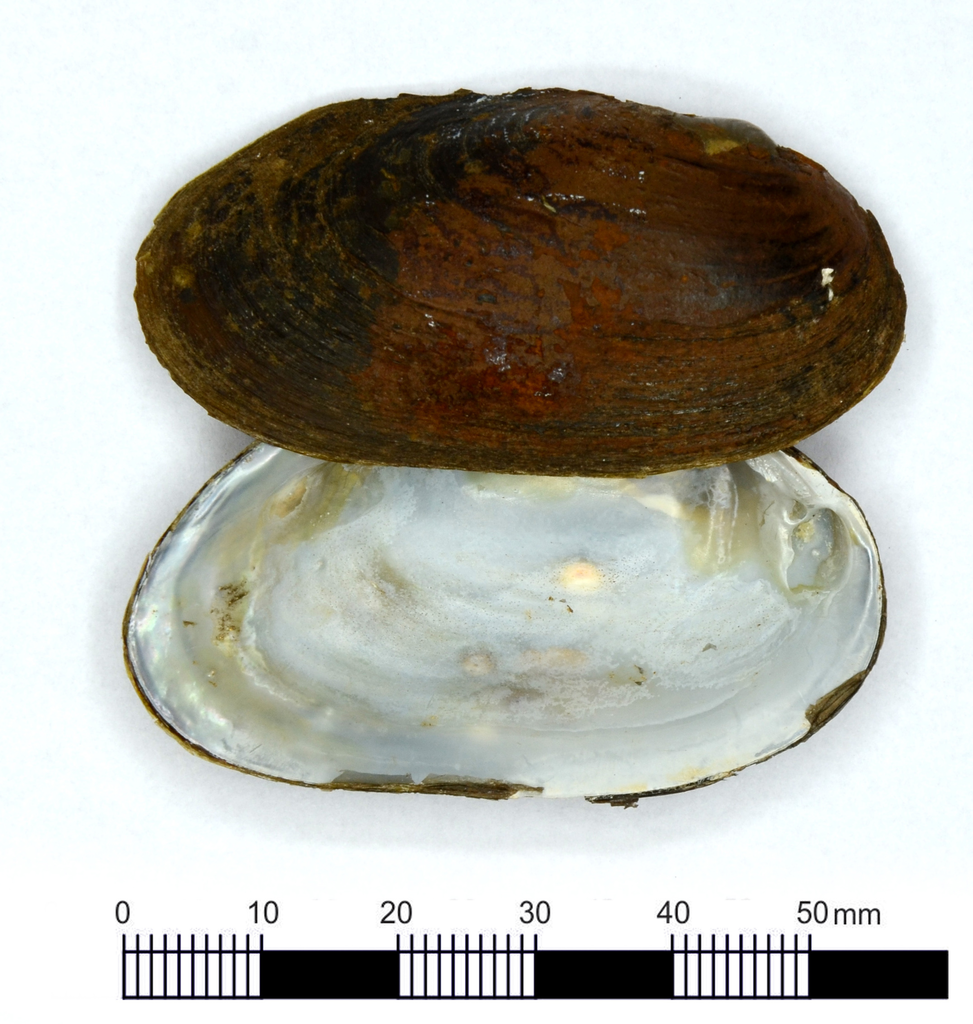 Diplodon multistriatus