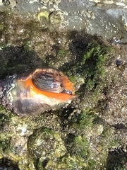 Rapaninae