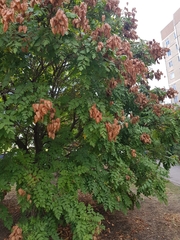 Koelreuteria paniculata