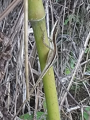 Place Negre Anole photo 3