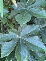 Sterculia apetala