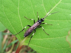 Achaius oratorius