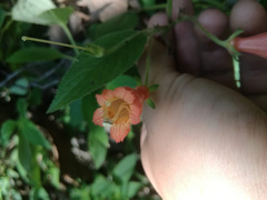 Moussonia jaliscana