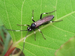 Achaius oratorius