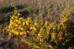 Acacia brachybotrya