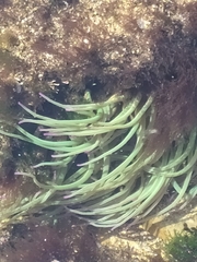 Anemonia viridis