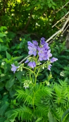 Polemonium caeruleum
