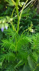 Polemonium caeruleum