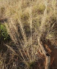 Pogonarthria squarrosa