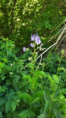 Polemonium caeruleum