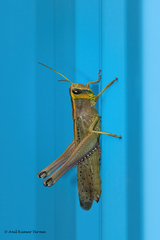 Choroedocus robustus