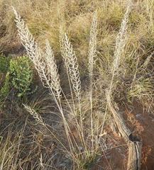 Pogonarthria squarrosa