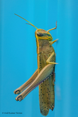 Choroedocus robustus