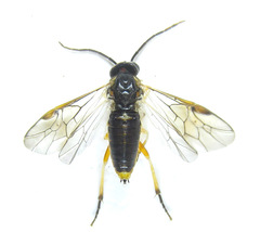 Pristiphora wesmaeli