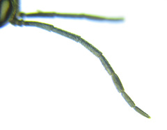 Pristiphora wesmaeli