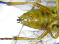 Pristiphora wesmaeli