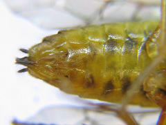 Pristiphora wesmaeli