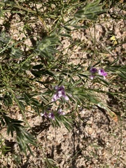 Psoralea decumbens