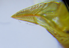 Pristiphora wesmaeli