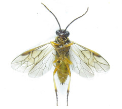 Pristiphora wesmaeli