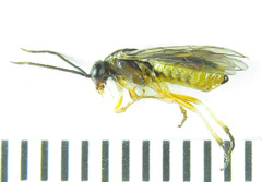 Pristiphora wesmaeli