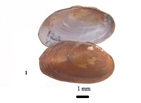 Rhipidodonta
