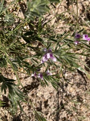 Psoralea decumbens