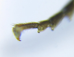 Pristiphora wesmaeli