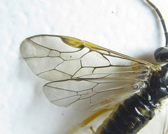 Pristiphora wesmaeli