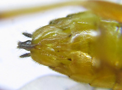 Pristiphora wesmaeli