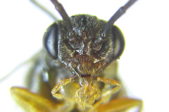 Pristiphora wesmaeli