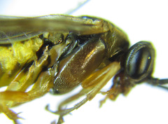 Pristiphora wesmaeli