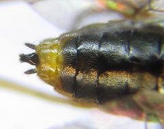 Pristiphora wesmaeli