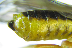 Pristiphora wesmaeli
