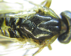 Pristiphora wesmaeli